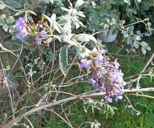 Photos du Jardin au 26 août 2009 ; mois canniculaire !