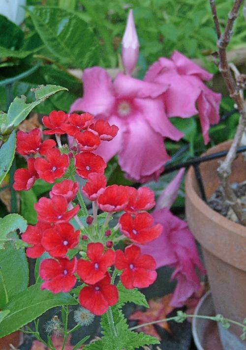 Photos du Jardin au 26 août 2009 ; mois canniculaire !