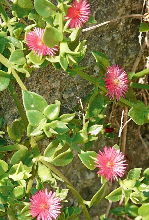 Photos du Jardin au 26 août 2009 ; mois canniculaire !