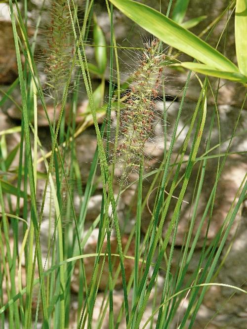 Photos du Jardin au 26 août 2009 ; mois canniculaire !
