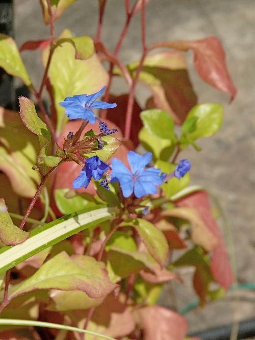 Photos du Jardin au 26 août 2009 ; mois canniculaire !