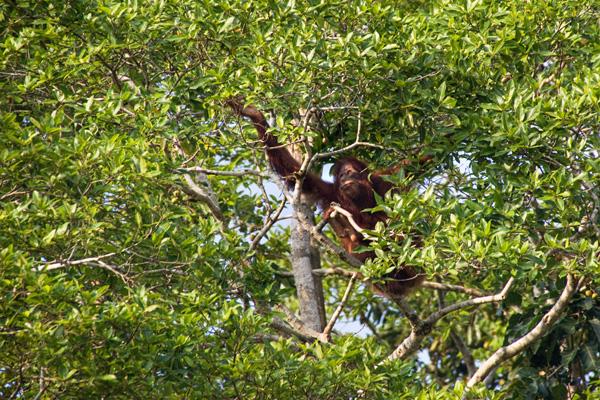 La faune du Sungai Kinabatangan La faune du Sungai Kinabatangan