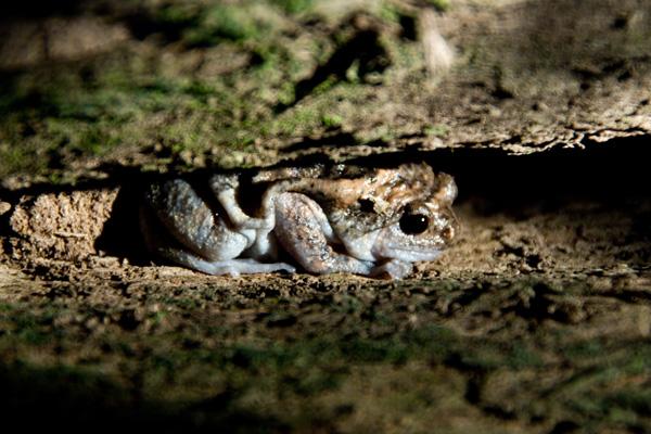 La faune du Sungai Kinabatangan
