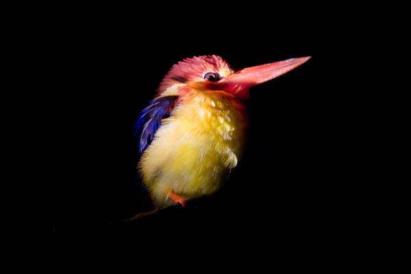 La faune du Sungai Kinabatangan