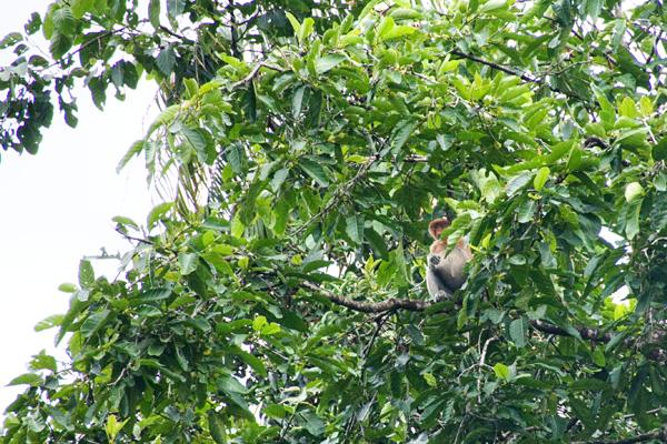 La faune du Sungai Kinabatangan