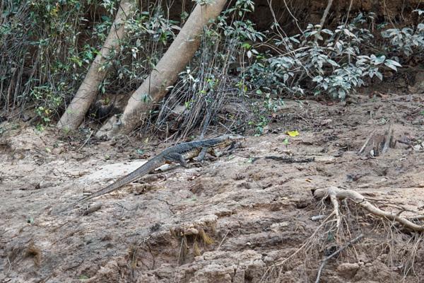 La faune du Sungai Kinabatangan