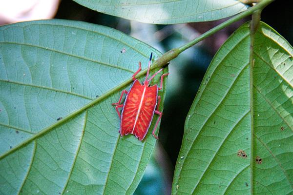La faune du Sungai Kinabatangan