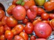 poules cachent pour pondre