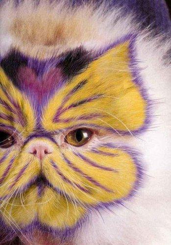 Peinture sur chat.