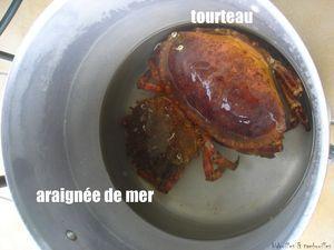 tourteau_et_araign_e_160809