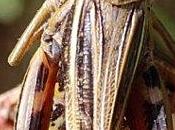 Lectures l’Organisme second avis