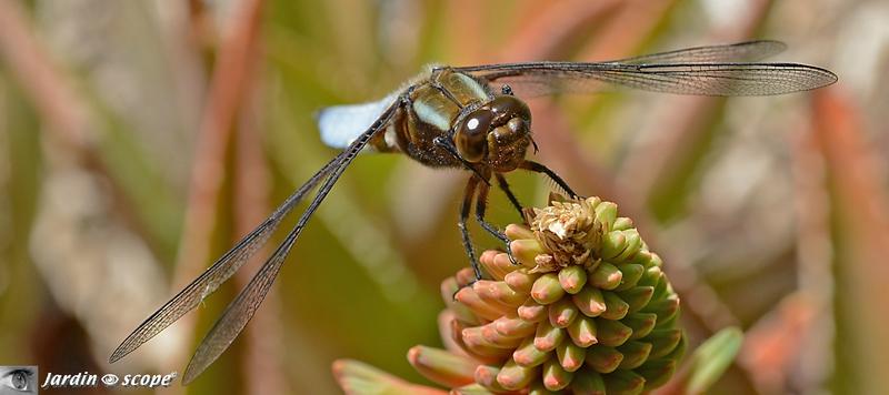 Libellule déprimée • Libellula depressa