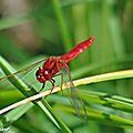 Nos voisins anglais l'appellent scarlet dragonfly
