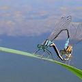 Les ébats amoureux aériens des libellules