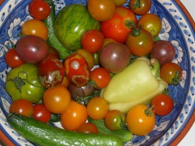 Les tomates de Joël Thiébault... encore les vacances!