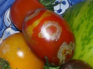 Les tomates de Joël Thiébault... encore les vacances!