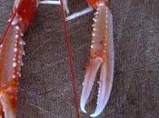 Écrevisses coques Carnac