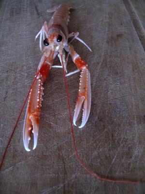 Écrevisses et coques de Carnac