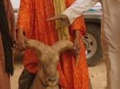 Patrimoine:Le mouflon manchettes