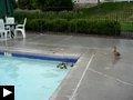 Videos: canetons dans piscine l'iguane s'invite mariage