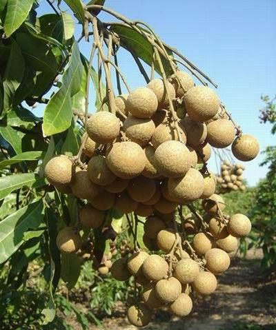 Le chinois ne comprend pas comment on monte un meuble IKEA et les litchis chinois (entre autres).