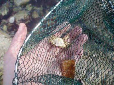 Glaner les pieds dans l'eau, les papilles éveillées