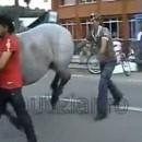 Cheval et coup de sabot dans la tête