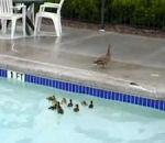vidéo caneton piscine