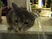 Chat echaudé craint l'eau froide