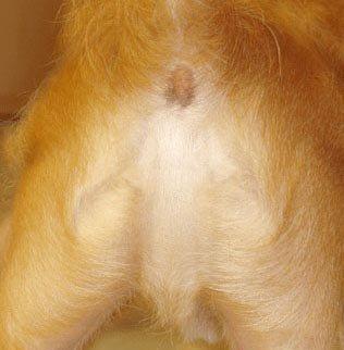 Le rire des méganautes 2