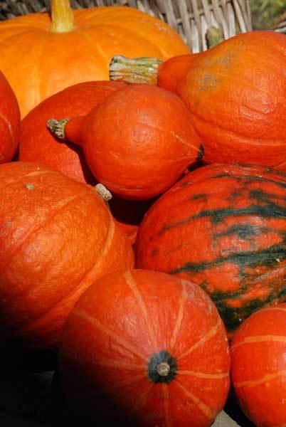 La citrouille de ma vie et les joues roses*