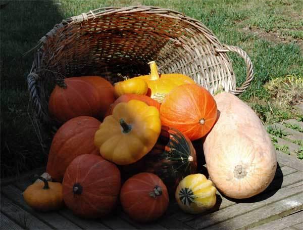 La citrouille de ma vie et les joues roses*