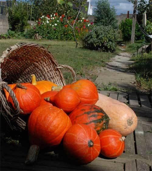 La citrouille de ma vie et les joues roses*