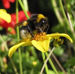 Bourdon terrestre.jpg