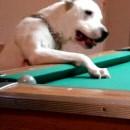 Halo, le chien qui joue au billard