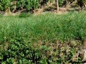 Youp boum Bois d'Oingt