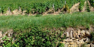 Youp la boum au Bois d'Oingt