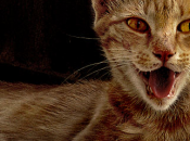 vraies fausses concessions Google Books