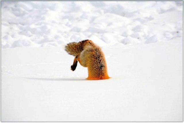 Scrat cherche toujours son gland