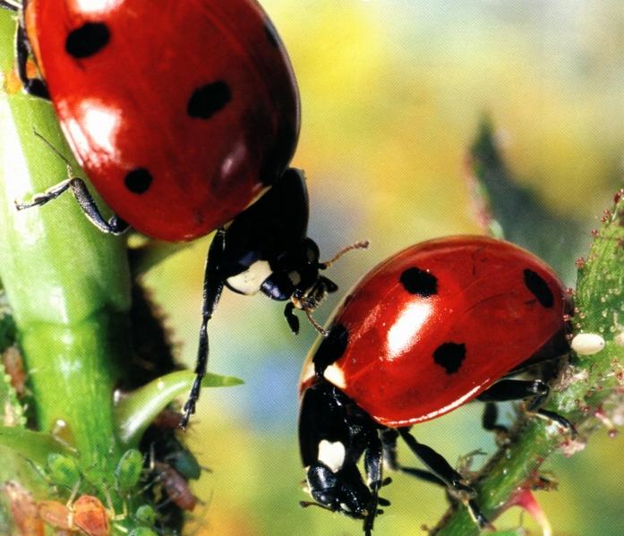 Coccinelles
