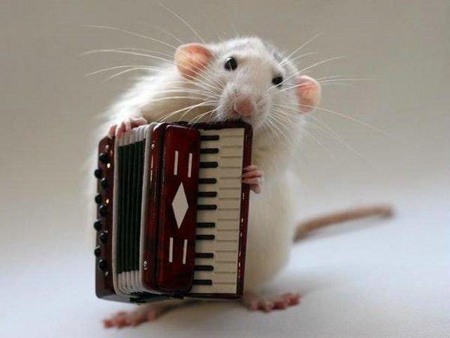 Un orchestre de rats