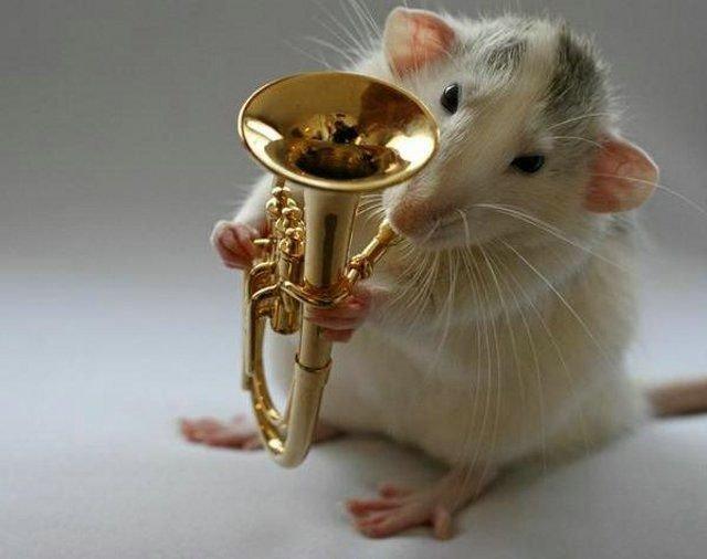 Un orchestre de rats