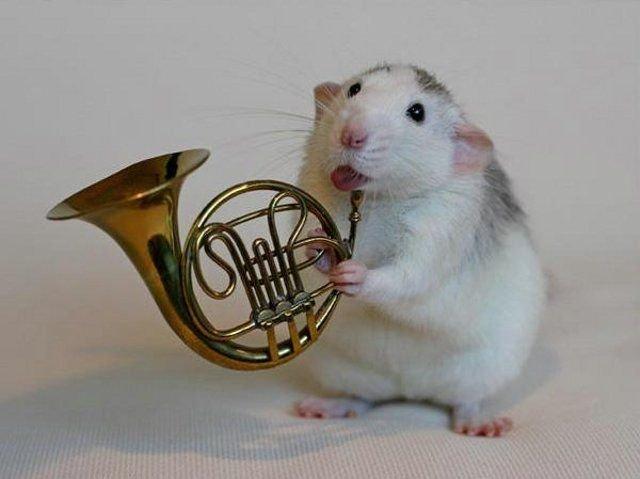 Un orchestre de rats