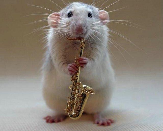 Un orchestre de rats