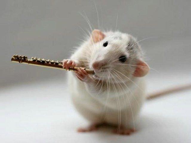 Un orchestre de rats