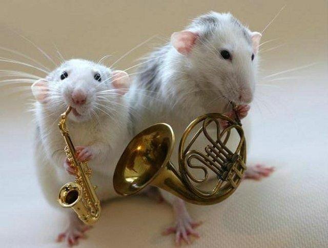 Un orchestre de rats