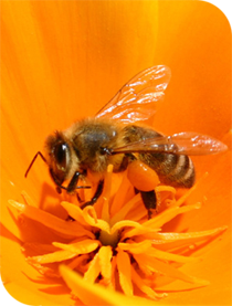 abeille butine fleur orange
