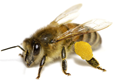 abeille avec pollen
