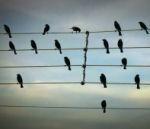 oiseaux fils électriques forment partition musique
