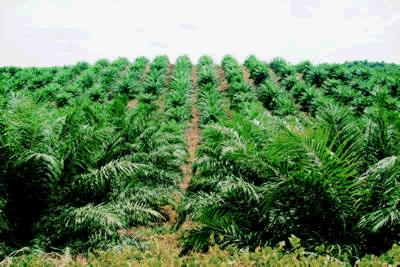 L'huile de palme : un désastre écologique